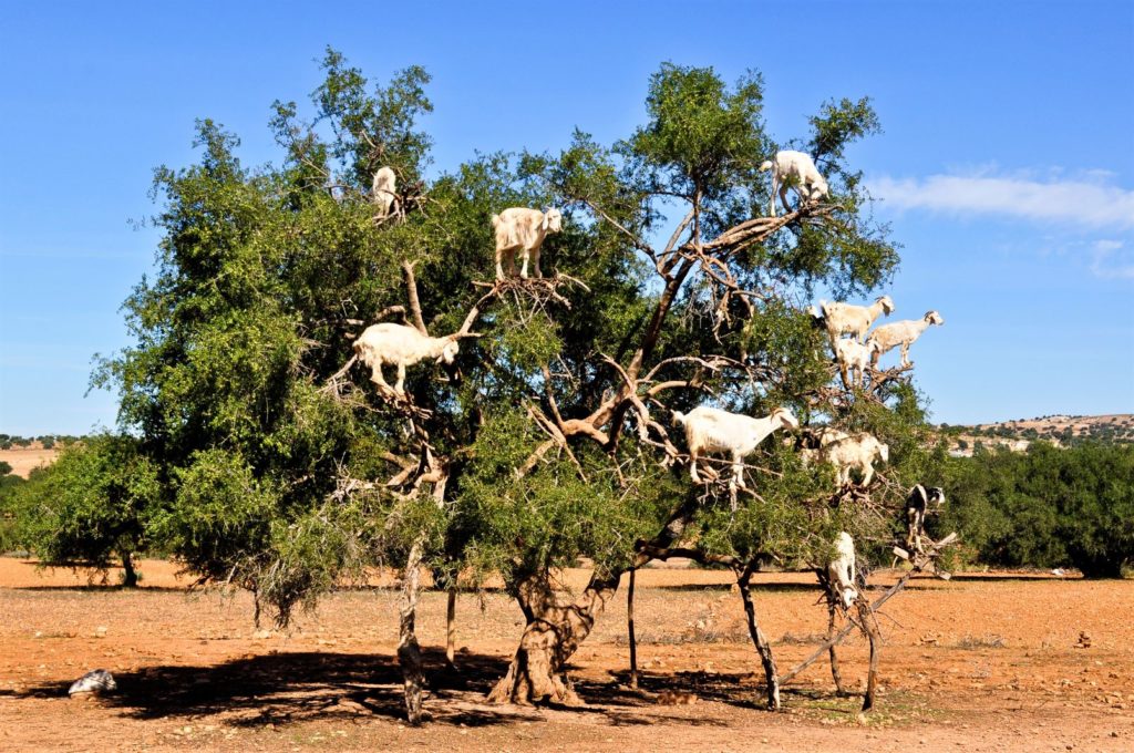 Morocco’s Goat Trees