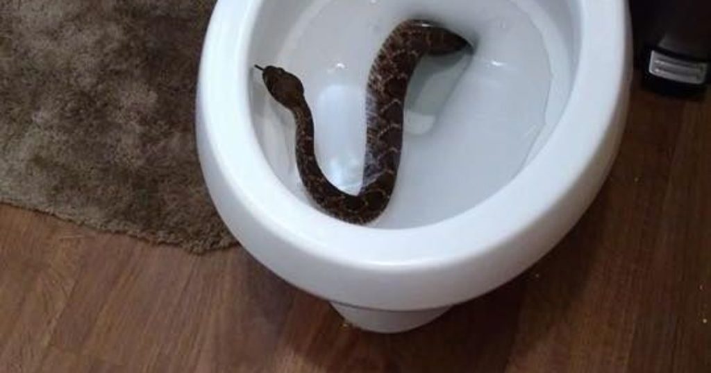 Animals That Could Show Up in Your Toilet and Scare You